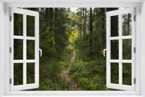 Fototapeta Naklejka Na Ścianę Okno 3D - Hiking trail in spruce forest