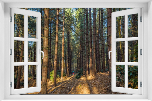 Fototapeta Naklejka Na Ścianę Okno 3D - A walk through the scotch pine trees