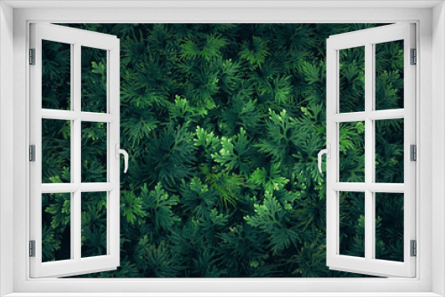 Fototapeta Naklejka Na Ścianę Okno 3D - Nature leaves green of fern background in garden at spring. dark tropical foliage natural abstract background.