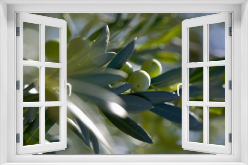 Fototapeta Naklejka Na Ścianę Okno 3D - olives sur la branche