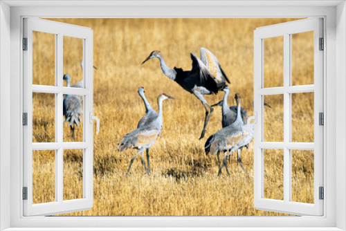 Fototapeta Naklejka Na Ścianę Okno 3D - Sandhill Cranes at Bosque Del Apache National Wildlife Refuge