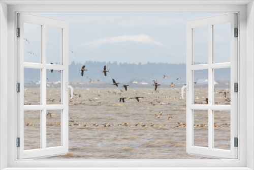 Fototapeta Naklejka Na Ścianę Okno 3D - Migrating Brant goose