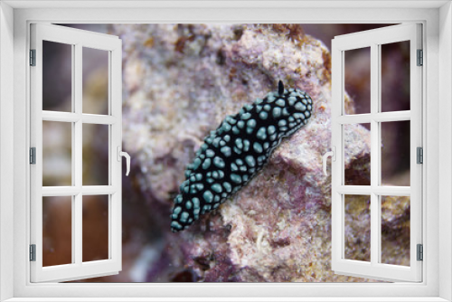 Fototapeta Naklejka Na Ścianę Okno 3D - Pustulose Wart Slug Nudibranch on Coral Reef