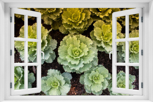 Fototapeta Naklejka Na Ścianę Okno 3D - cabbage flowers in garden