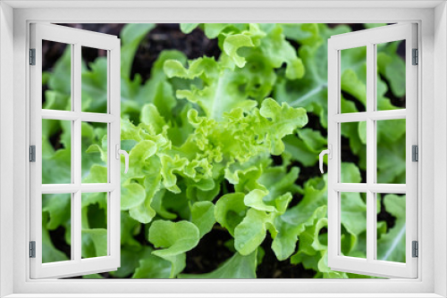 Fototapeta Naklejka Na Ścianę Okno 3D - Top view of Leaf organic green oak lettuce