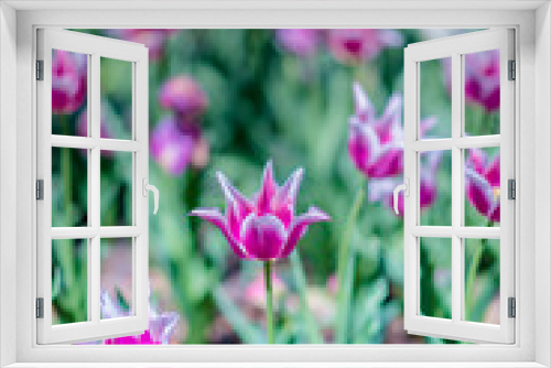 Fototapeta Naklejka Na Ścianę Okno 3D - Garvin Woodland Gardens Tulip Festival 