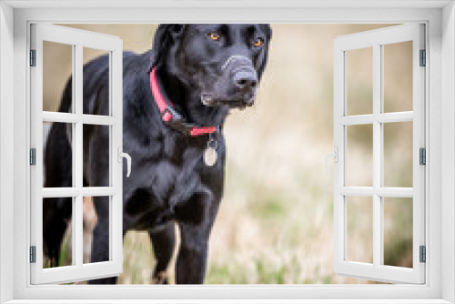 Fototapeta Naklejka Na Ścianę Okno 3D - The Black Labrador