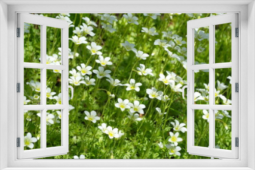 Fototapeta Naklejka Na Ścianę Okno 3D - Blooming Saxifraga cespitosa in the garden
