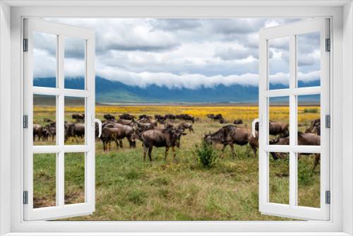 Fototapeta Naklejka Na Ścianę Okno 3D - Wildebeest in the Ngorongoro Crater in Tanzania