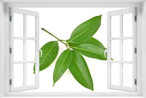 Fototapeta Naklejka Na Ścianę Okno 3D - Mango leaf on white background