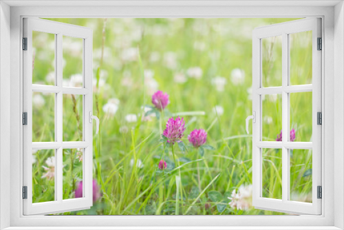 Fototapeta Naklejka Na Ścianę Okno 3D - wild meadow pink clover flower in green grass in field in natural soft sunlight, Summer season,Autumn outdoor vintage photo with pastel colors and romantic atmosphere.environment day.Selective focus