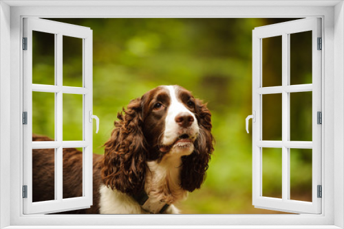 Fototapeta Naklejka Na Ścianę Okno 3D - English Springer Spaniel dog portrait in forest