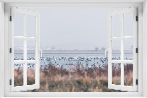 Fototapeta Naklejka Na Ścianę Okno 3D - flock of Common Crane on lake, migration in the Hortobagy National Park, Hungary, puszta is one of the largest meadow and steppe ecosystems in Europe and UNESCO World Heritage Site