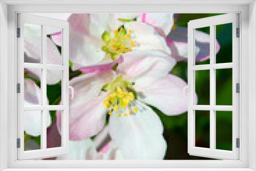 Fototapeta Naklejka Na Ścianę Okno 3D - Apple garden