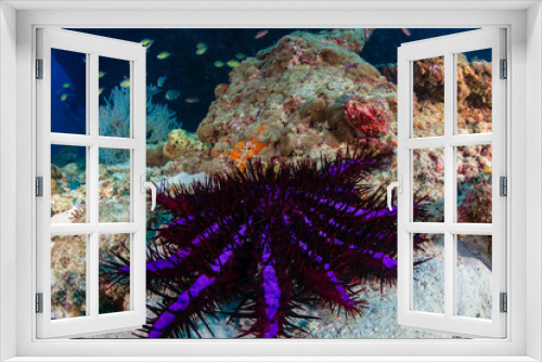 Fototapeta Naklejka Na Ścianę Okno 3D - Crown of Thorns Starfish feeding on live coral on a tropical reef in asia