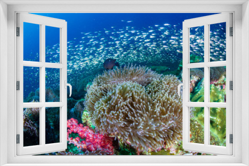 Fototapeta Naklejka Na Ścianę Okno 3D - Skunk Clownfish in their host anemone on a colorful tropical coral reef