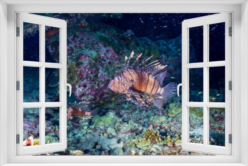 Fototapeta Naklejka Na Ścianę Okno 3D - Lionfish patrolling the tropical coral reef of Ko Bon island at sunset
