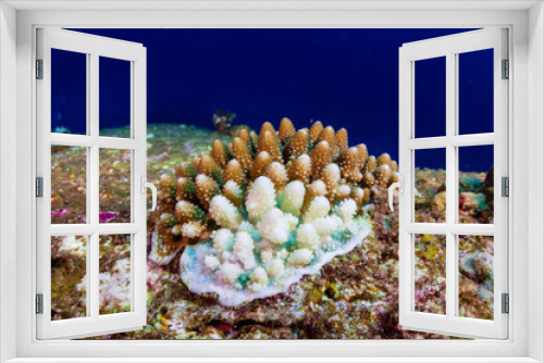 Fototapeta Naklejka Na Ścianę Okno 3D - White, bleaching coral during a high sea temperature bleaching event on a tropical coral reef