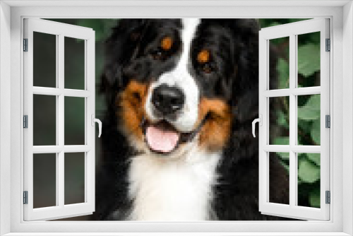 Fototapeta Naklejka Na Ścianę Okno 3D - amazing portrait beautiful happy Bernese mountain dog in park