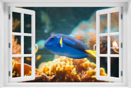 Fototapeta Naklejka Na Ścianę Okno 3D - Blue Tang Fish Paracanthurus Hepatus Swimming In Water. Popular 