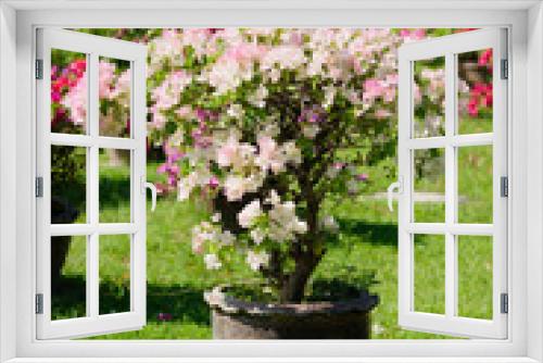 Fototapeta Naklejka Na Ścianę Okno 3D - bougainvillea flowers in pot at garden