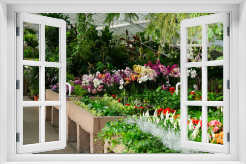 Fototapeta Naklejka Na Ścianę Okno 3D -  shop of plants blooming greenhouse greenhouse different types and varieties are sold ficus orchid beautiful well-groomed flowerpots counter vet bright green