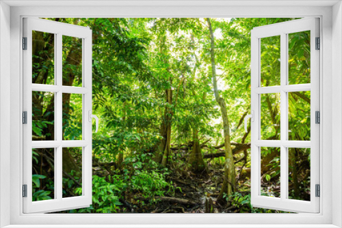 Fototapeta Naklejka Na Ścianę Okno 3D - Natural pterocarpus forest swamp in Puerto Rico