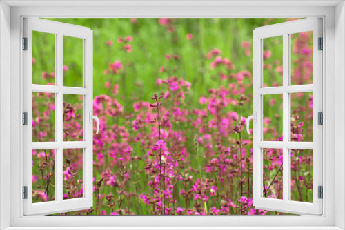 Fototapeta Naklejka Na Ścianę Okno 3D - Beautiful purple flowers and green grass background