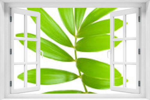 Fototapeta Naklejka Na Ścianę Okno 3D - Fresh green leaves isolated on white