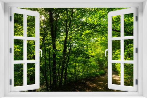 Fototapeta Naklejka Na Ścianę Okno 3D - Beautiful forest in the spring and lush green foliage on a bright sunny day