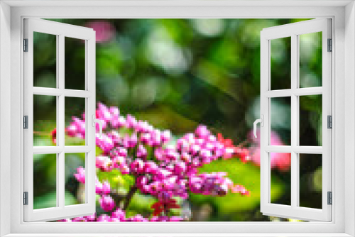 Fototapeta Naklejka Na Ścianę Okno 3D - pink flowers blurred background with natural green color