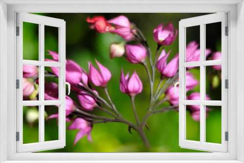 Fototapeta Naklejka Na Ścianę Okno 3D - Closeup pink flowers blurred background with natural green color
