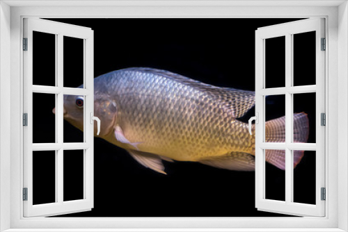 Fototapeta Naklejka Na Ścianę Okno 3D - Tilapia fish in tank isolate on black background, selective focus
