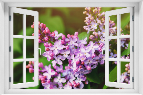Fototapeta Naklejka Na Ścianę Okno 3D - Branch of blooming lilac closeup