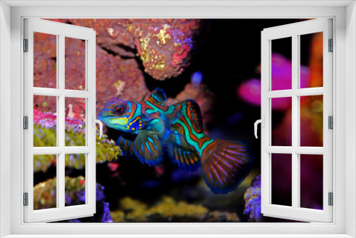 Fototapeta Naklejka Na Ścianę Okno 3D - Mandarin fish
(Synchiropus splendidus) 