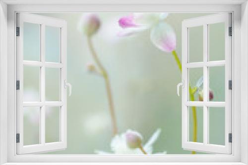 Fototapeta Naklejka Na Ścianę Okno 3D - Closeup nature view of thalictrum urbain flower on blurred nature background