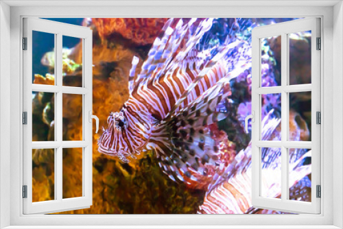 Fototapeta Naklejka Na Ścianę Okno 3D - The poison lion fish by the corals