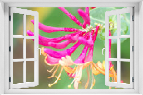 Fototapeta Naklejka Na Ścianę Okno 3D - Chèvrefeuille flamboyant