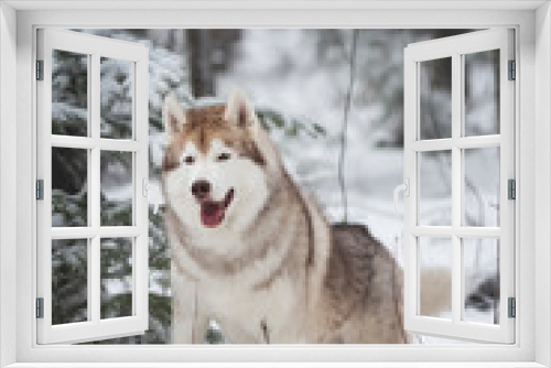 Fototapeta Naklejka Na Ścianę Okno 3D - Portrait of gorgeous and happy beige and white dog breed siberian husky standing on the snow in the forest in winter