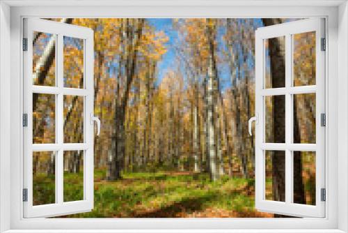 Fototapeta Naklejka Na Ścianę Okno 3D - sunny autumn forest
