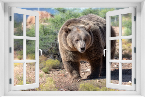 Fototapeta Naklejka Na Ścianę Okno 3D - Female grizzly bear in the bush hunting for her food