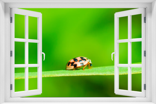 Fototapeta Naklejka Na Ścianę Okno 3D - ladybug