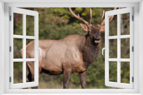 Fototapeta Naklejka Na Ścianę Okno 3D - Bull elk – Photographed in Elk State Forest, Elk County, Benezette, Pennsylvania