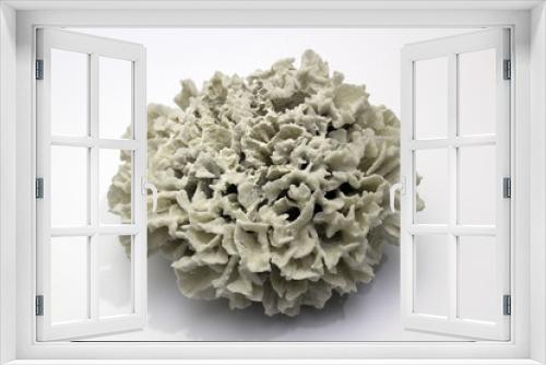 Fototapeta Naklejka Na Ścianę Okno 3D - Koralle, freistehend
