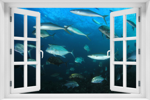 Fototapeta Naklejka Na Ścianę Okno 3D - Trevally of Jack fish 