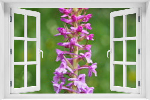 Fototapeta Naklejka Na Ścianę Okno 3D - Die duftenden Blüten des Mücken-Händelwurz sind rosafarben bis dunkelpurpurrot
