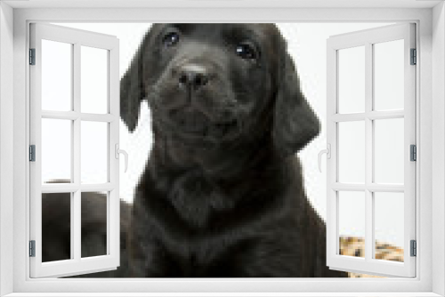 Fototapeta Naklejka Na Ścianę Okno 3D - Studio shot on white seamless of a black labrador puppy sitting on a dog bed with a lead looking at the camera