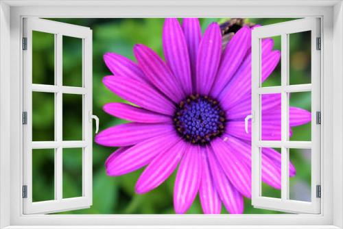 Fototapeta Naklejka Na Ścianę Okno 3D - purple flower