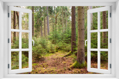 Fototapeta Naklejka Na Ścianę Okno 3D - Juvenile spruce trees among old ones