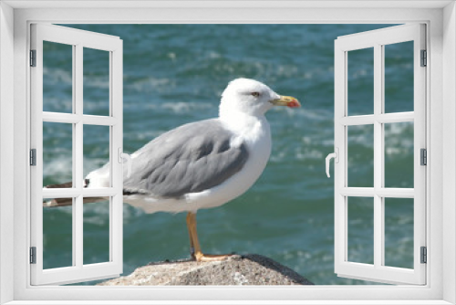 Fototapeta Naklejka Na Ścianę Okno 3D - seagull